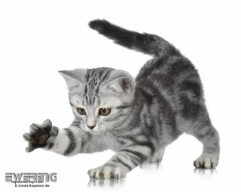 Katzen-Baby Wand-Bild Weiß